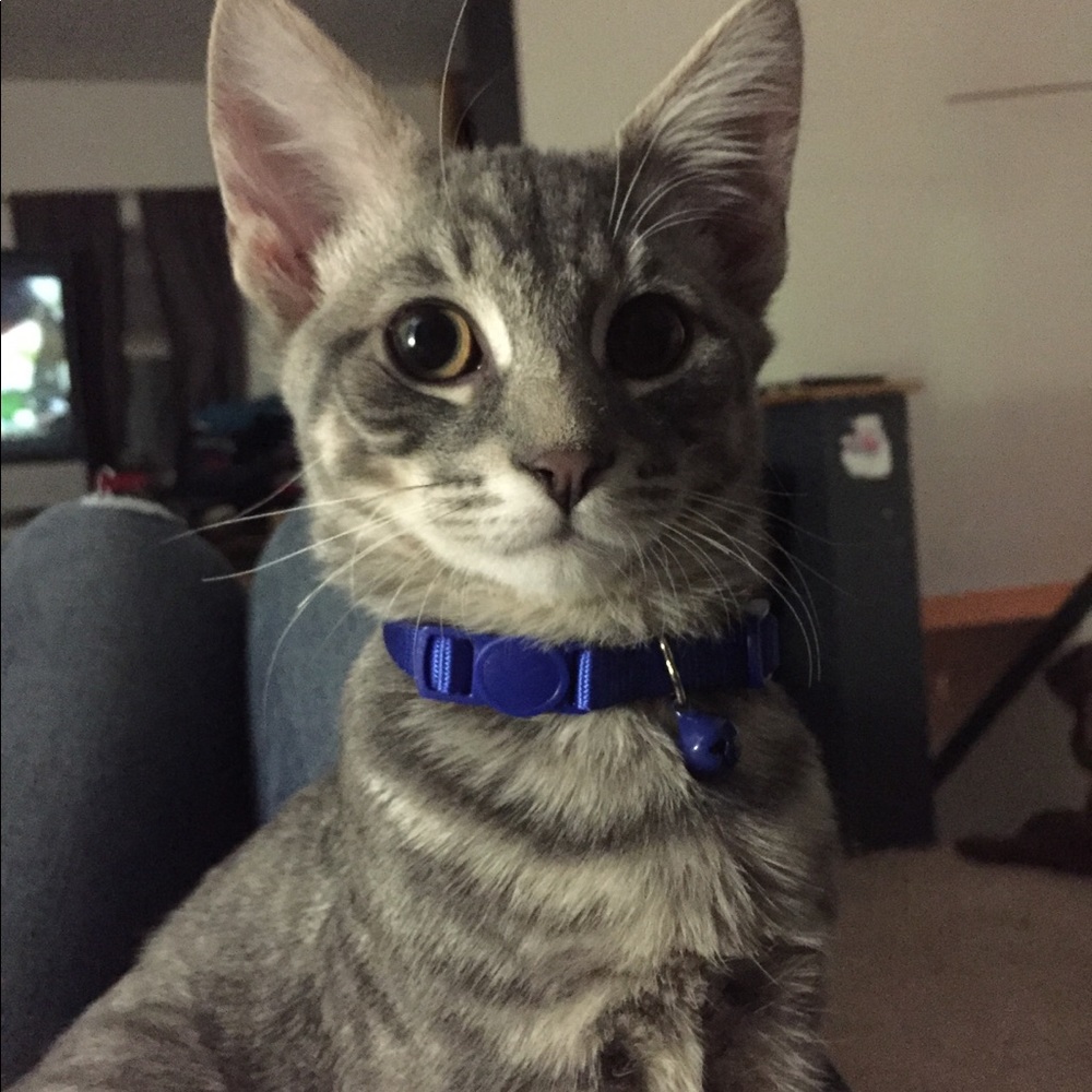 Meet your Posher, Lisa